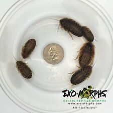 100 Large Dubia Roaches (3/4
