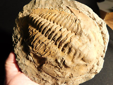 Big 530 Million Year OLD Andalusiana Trilobite Fossil Anif Morocco 1071gr picture