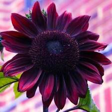 Sunflower Seeds - Vibrant Heirloom Rare, , Chocolate Cherry picture
