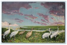 c1930's Whooping Crane Group Arkansas County Texas TX, Goose Vintage Postcard picture