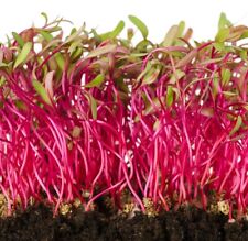 Rainbow Blend Beet MICROGREEN Seeds | Heirloom | Non-GMO | Seeds for Sprouting picture