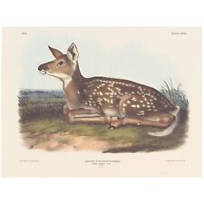 Audubon Mammals of the Southwest Southart Parkway Quadrupeds Ed Pl 81 Fawn Deer picture