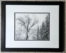 Oaktree Snowstorm by Ansel Adams framed print picture