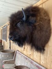 Real North American Buffalo / Bison Shoulder Taxidermy Mount New picture