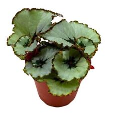 Begonia Rex Java Escargot in a 4 inch Pot Gray Spiral picture