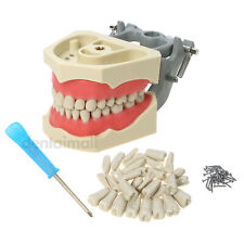 US Dental Typodont Model 32pcs Removable Teeth Soft Gingiva Similar Columbia 860 picture
