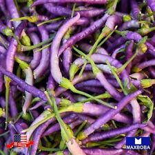 Pepper Seeds Hot Cayenne Purple Non-GMO Heirloom Vegetable picture