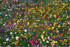 WILDFLOWER MIX 100% seed 1 POUND LB 16 oz Bulk Covers 4000 sq ft - LOWEST PRICE picture