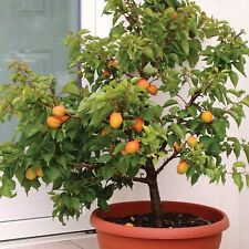 Dwarf Apricot Tree{Prunus armeniaca}Organic 5 Pre-Stratified seeds  picture