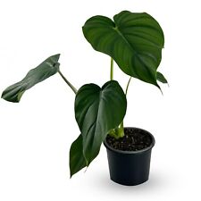 Philodendron Pastazanum by LEAL PLANTS ECUADOR |Green Live House Plant picture