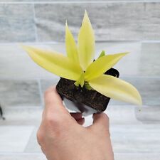 Philodendron Gergaji Golden Saw rare live houseplant in 3
