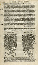 Antique Print-Botany-Ambrosia-Absinth-Mattioli-p. 480-Anonymous-1572 picture