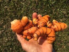 USDA Certified Organic  Fresh Turmeric Root 1- 15 lbs or more Grown in Florida picture