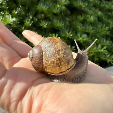 Super Large Live Land Garden Snail Pet Gros Gris Helix Aspersa Cornu aspersum picture