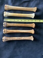 1 Deer leg bone , Real Bone, Natural, ONE Nature Cleaned Bone, Handle, Craft picture
