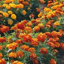 French Marigold Mix LANDSCAPER'S PACK BULK Assorted Heirloom Non-GMO 1000 Seeds picture