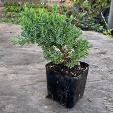 Juniper Bonsai Trees For Sale, Live Plant, Pack of 2, Pre-Bonsai Shape picture