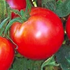 Bradley Tomato Seeds | NON-GMO | Heirloom | Fresh Vegetable Seeds picture