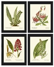Wildflowers Fern Botanical Prints Wall Art Set of 4 Beautiful Antique Unframed picture