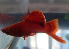 Beautiful very uniques super red swordtails ready 4 breeding imported Indonesia  picture
