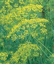DILL SEED, MAMMOTH LONG ISLAND, HEIRLOOM, NON GMO, 500 SEEDS, SPICE picture