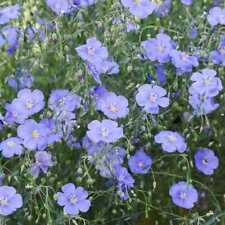 BLUE FLAX PERENNIAL Linum lewisii American Native Wildflower Non-GMO 500 Seeds picture