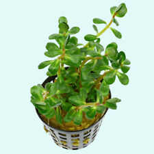 Rotala Indica Potted 2