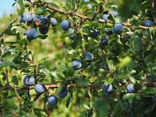 2 Bluecrop Northern Highbush Blueberry - 2 Year Old Plants - Quart Sized Plants picture