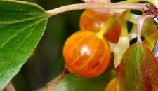 Unique Golden Currant/ Clove Currant fruiting Shrub Bush edible LIVE PLANT picture