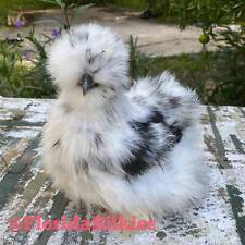 12+ Show Potential Bearded Silkie Hatching Eggs Paint, Black, Splash-  (READ) picture