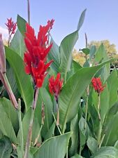 Canna Bulbs Red Jumbo Plants Tall  Plants Lot Of(5)Green Leaf Lily Rhizomes picture