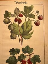 Gooseberry Raspberry Strawberry 🍓 Antique Lithograph 1838 Hand Colored Botany picture