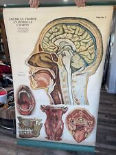 Antique Anatomy Chart American Frohse/Max Brodel Signed & Mounted 1919 picture
