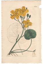 Curtis Botanical Magazine antique 1810 h/c engraving 1328 Yellow Buck-Bean picture