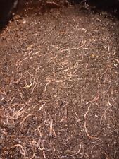Excellent Composting Worm Mix: Picked to order: : Live and Happy picture