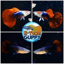 5 PAIR - Live Aquarium Guppy Fish High Quality - HB Red Rose - USA SELLER picture