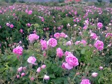 ROSA DAMASCENA DAMASK ROSE Very Fragrant Flowering Rare Plant Unrooted Cuttings2 picture