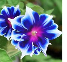 100 Blue and White Morning Glory Blooming Vine Seeds - Wonderful Climber picture