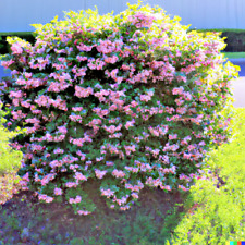 100+ Weigela Florida Bush Seeds | Old-Fashioned Pink & White Flower Shrub USA picture