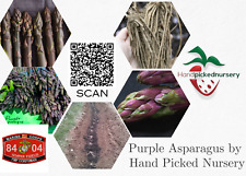 25 Purple Pacific Live Asparagus Bare Root -2yr Crowns - Hand Picked Nursery picture