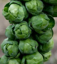 Long Island Brussels Sprout Seeds 200+ SEEDS  NON-GMO -BUY 4 ITEMS  picture