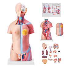 VEVOR Anatomical Human Torso Body Model Anatomy Internal Organ 18