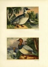 WOOD DUCKS and CANVASBACK DUCKS IN THE WILD AMERICAN GAME BIRDS WATERFOWL SWAMP picture