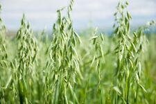 Oat Seeds For Sprouting Catgrass Fodder Grains Cover Crop Hay Coker NON-GMO picture