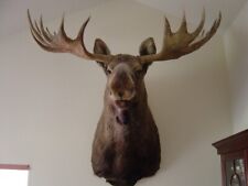 Moose Head Shoulder Mounted - for sale by hunter, Boone & Crockett, 1971, #126  picture