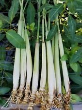 12 Fresh rooting lemongrass, 6- 12 inches live plant ready 2 plant in pot/soil picture