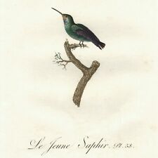 Scarce 1802 AUDEBERT & VIEILLOT Hand-Colored Folio Engraving HUMMINGBIRDS Pl. 58 picture