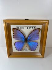 Real Framed Blue Morpho Didius Didius Purple  Butterfly 8x6 Riker Mount Chinese picture