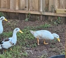 12 Fertile Hatching Ancona Duck Eggs picture