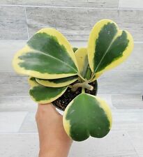 Variegated Hoya Kerrii  live rare house plants in 4 inch nursery planted pot picture